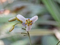 Dianella ensifolia