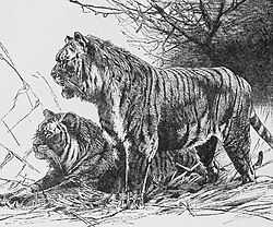 Azijski lavovi i perzijski tigrovi iščezli su s iranskog teritorija sredinom 20. stoljeća