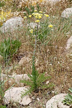 Handelia trichophylla