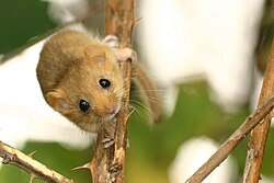 puh orašar (Muscardinus avellanarius)