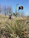Pulsatilla pratensis subsp. nigricans