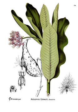 A. syriaca, ilustracija