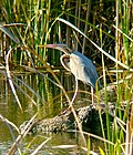 Ardea purpure