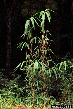 Arundinaria gigantea