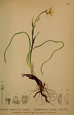 G. serotina, ilustracija