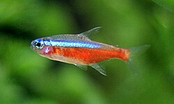 Paracheirodon axelrodi