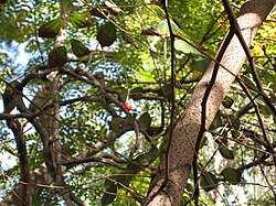 N. delavayi