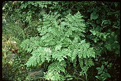 Osmunda regalis