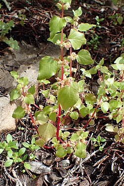 Parietaria mauritanica