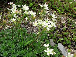 Saxifraga bronchialis subsp. funstonii var. rebunshirensis