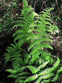 Athyrium microphyllum