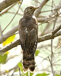 Cuculus sparverioides