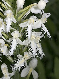 P. blephariglottis