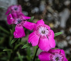 Dianthus alpinus