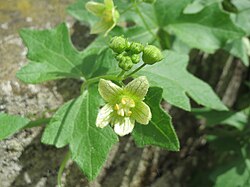 B. dioica, dvodomni bljuštac