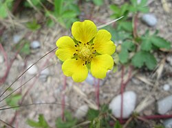 P. reptans, puzavi petoprst