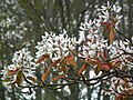 Amelanchier x grandiflora