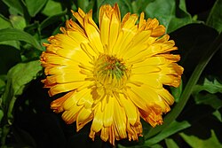 Neven (Calendula officinalis)