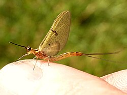 Ephemera lineata