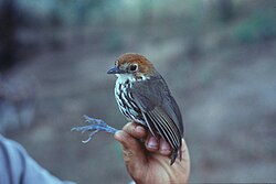 Grallaria ruficapilla, planinski mravar