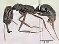 Odontomachus bauri