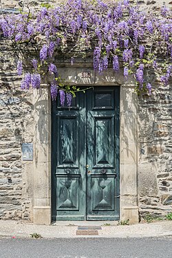 Plava kiša, Wisteria sinensis
