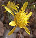 Acamptopappus shockleyi