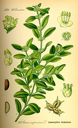 B. sempervirens, ilustracija