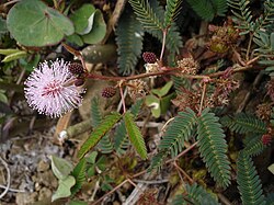 Mimosa pudica u cvatu