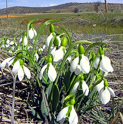 Galanthus elwesii