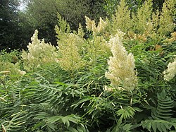 Sorbaria sorbifolia