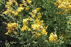 Kantarion, gorač ili rupičasta pljuskavica