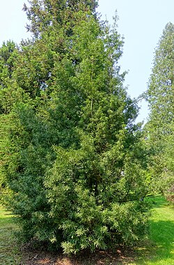 Podocarpus salignus
