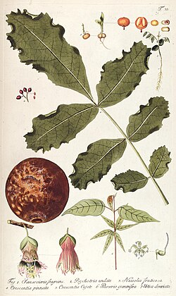 K. africana, ilustracija