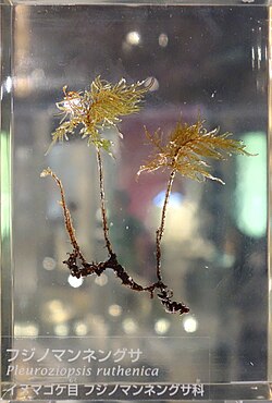 Pleuroziopsis ruthenica