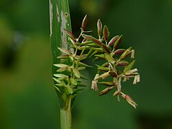 Polytoca gigantea (sin. Chionachne gigantea)