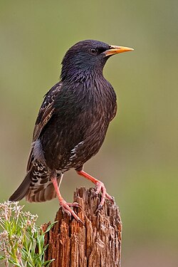 Čvorak, Sturnus vulgaris