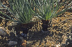 Gethyllis namaquensis