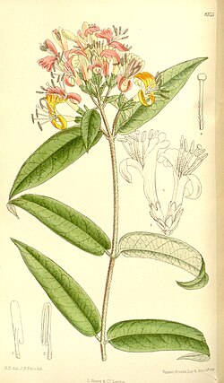 L. acuminata