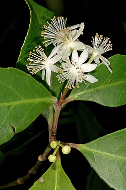 Pseudoscolopia polyantha