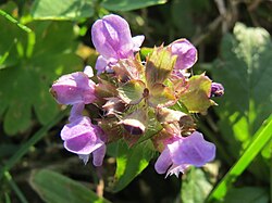 Prunella vulgaris