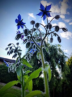 Borago officinalis