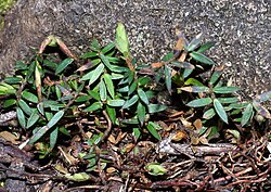 Acrotriche prostrata