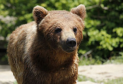 Eurazijski smeđi medvjed (Ursus arctos arctos)