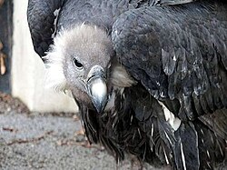 Bengalski sup Gyps fulvus