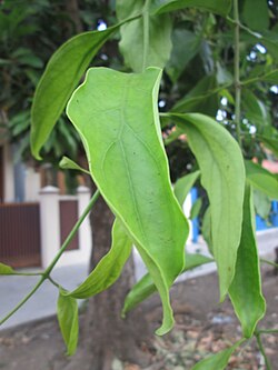 Dendrophthoe pentandra