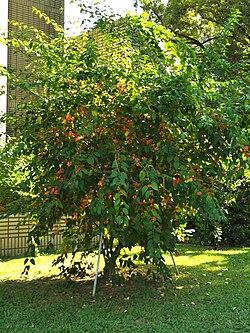 Holmskioldia sanguinea
