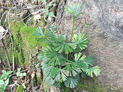 Actiniopteris radiata