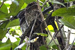 Mužjak i ženka u leglu