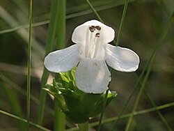 Macbridea alba